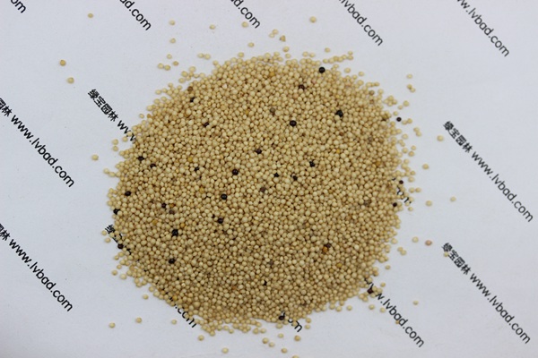 <a href='http://0755tehao.com/mucaozhongzi/1693.html' target='_blank'>籽粒莧</a><a href='http://0755tehao.com/' target='_blank'>種子</a>