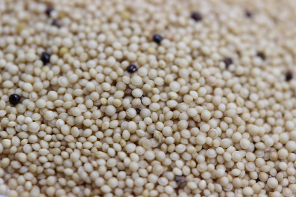 籽粒莧<a href='http://0755tehao.com/' target='_blank'>種子</a>