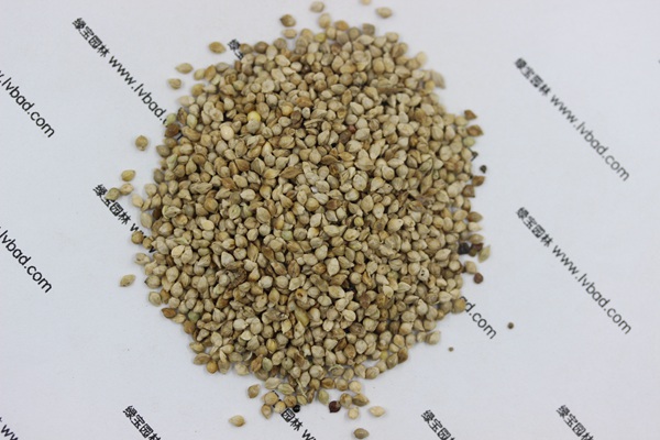 <a href='http://0755tehao.com/mucaozhongzi/14651.html' target='_blank'>小米草</a>