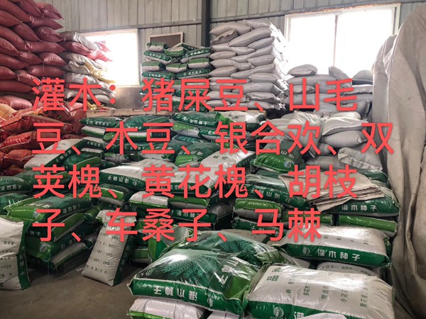 <a href='http://0755tehao.com/linmuzhongzi/16015.html' target='_blank'>刺槐種子</a>