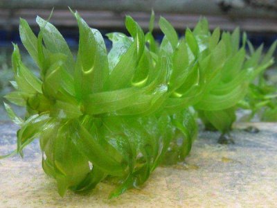 水蘊(yùn)草種子