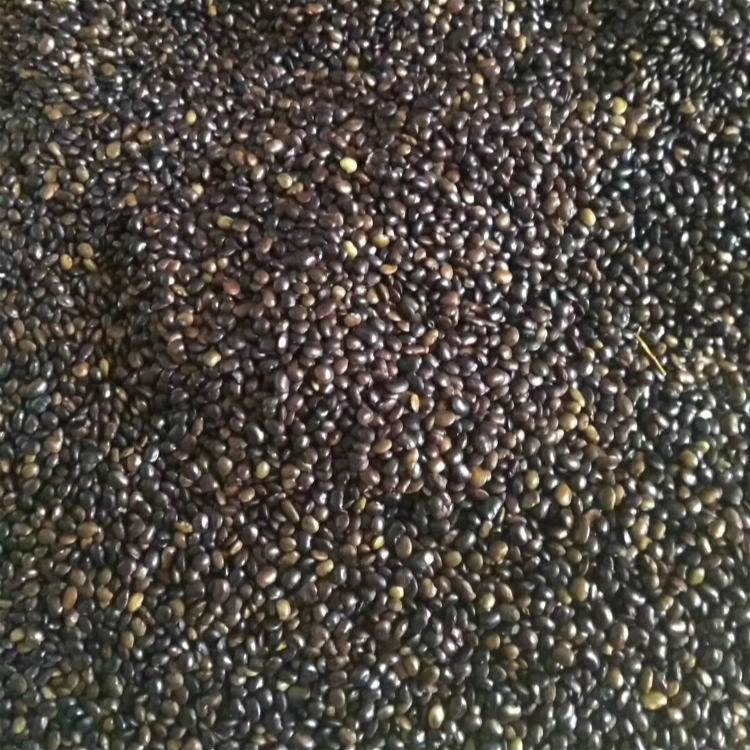 <a href='http://0755tehao.com/linmuzhongzi/1841.html' target='_blank'>國槐種子</a>槐樹籽