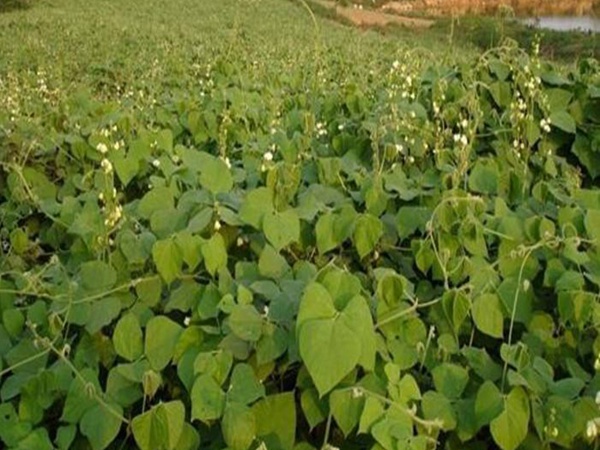 <a href='http://0755tehao.com/mucaozhongzi/23270.html' target='_blank'>拉巴豆種子</a>