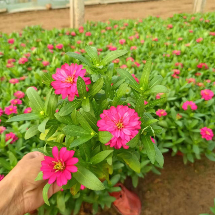 <a href='http://0755tehao.com/caohuazhongzi/1020.html' target='_blank'>百日草</a>