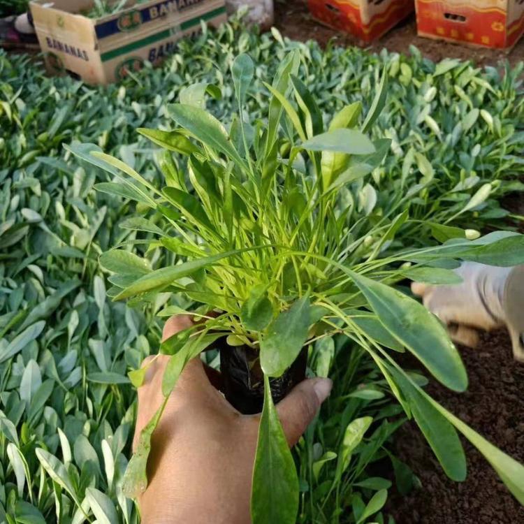 <a href='http://0755tehao.com/caohuazhongzi/1568.html' target='_blank'>金雞菊</a>