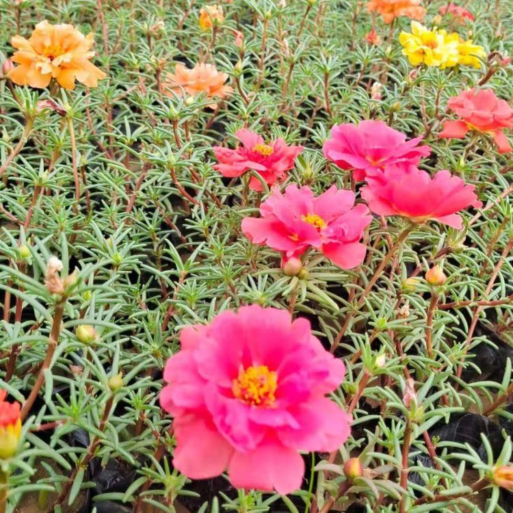 <a href='http://0755tehao.com/caohuazhongzi/16045.html' target='_blank'>太陽花</a>