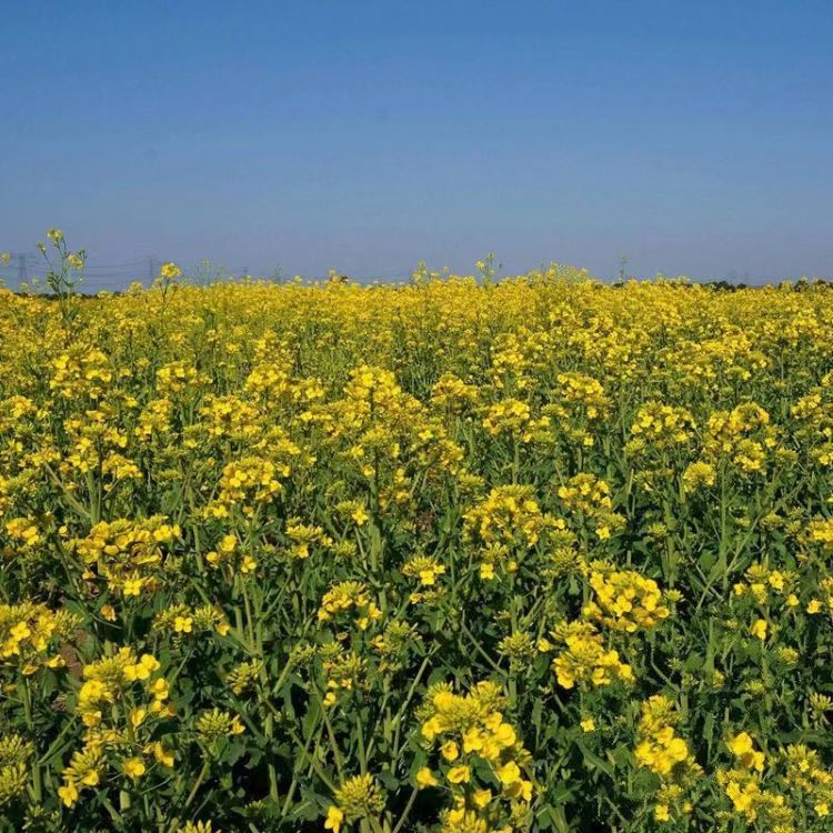 <a href='http://0755tehao.com/caohuazhongzi/17855.html' target='_blank'>油菜</a>花