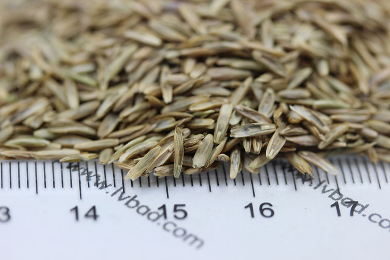 <a href='http://0755tehao.com/caopingzhongzi/1666.html' target='_blank'>多年生黑麥草種子</a>