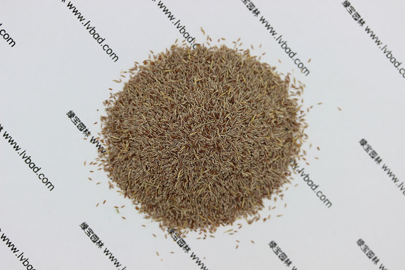 <a href='http://0755tehao.com/caopingzhongzi/1670.html' target='_blank'>剪股穎種子</a>