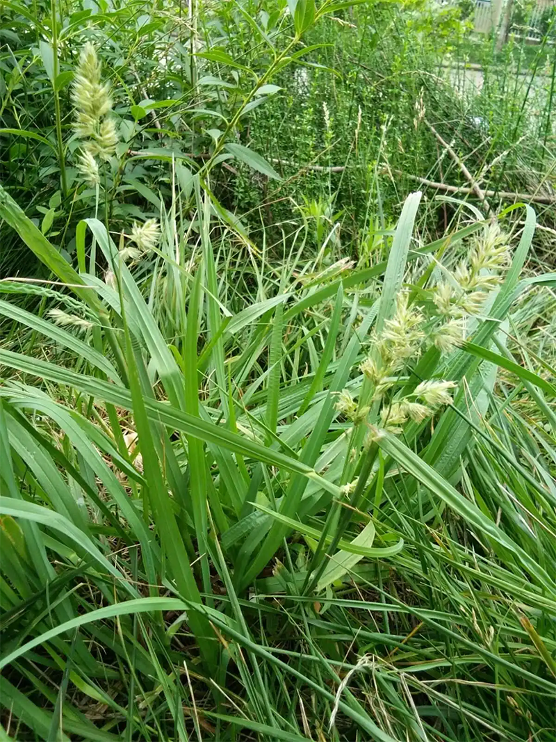 <a href='http://0755tehao.com/mucaozhongzi/8.html' target='_blank'>鴨茅草</a>葉子和穗