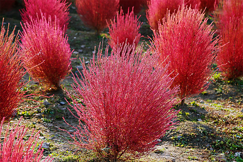<a href='http://0755tehao.com/caohuazhongzi/16600.html' target='_blank'>紅葉地膚</a>植株圖片
