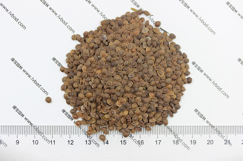 <a href='http://0755tehao.com/caohuazhongzi/1058.html' target='_blank'>含羞草種子</a>