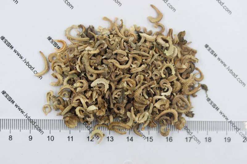 <a href='http://0755tehao.com/caohuazhongzi/1571.html' target='_blank'>金盞菊種子</a>圖片
