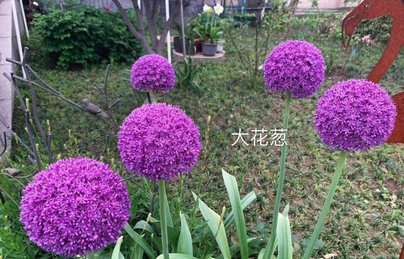 采收<a href='http://0755tehao.com/caohuazhongzi/1035.html' target='_blank'>大花蔥種球</a>