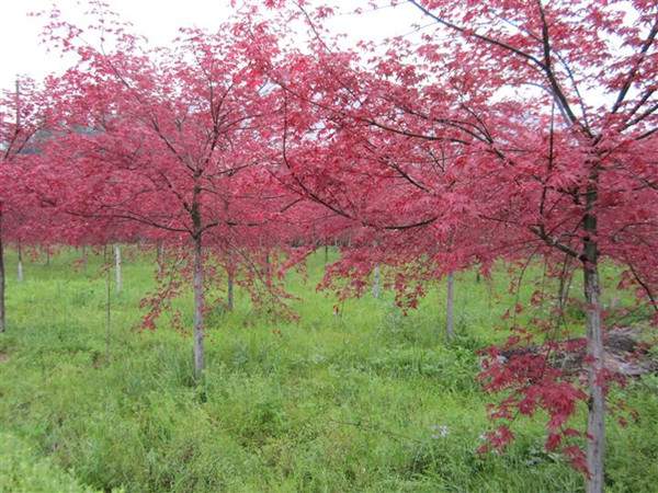 <a href='http://0755tehao.com/linmuzhongzi/1726.html' target='_blank'>日本紅楓</a>--長景園林