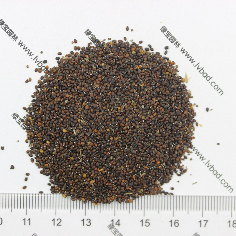 薄荷<a href='http://0755tehao.com/' target='_blank'>種子</a>