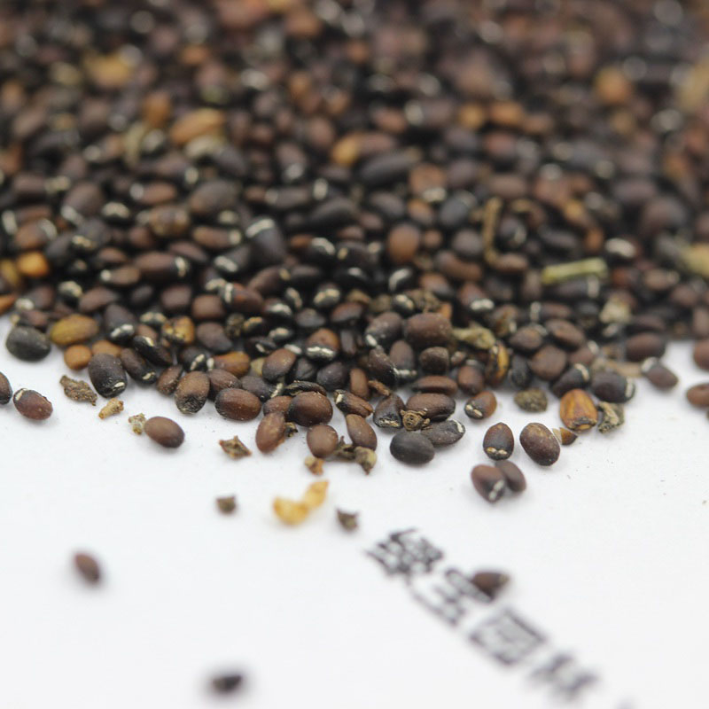 <a href='http://0755tehao.com/caohuazhongzi/1023.html' target='_blank'>薄荷種子</a>