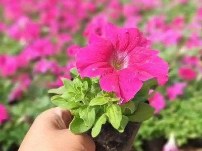 玫紅牽?；? />
								
								</a>
						</div>
                        <div   id=