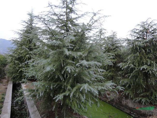 <a href='http://0755tehao.com/linmuzhongzi/1853.html' target='_blank'>雪松</a>