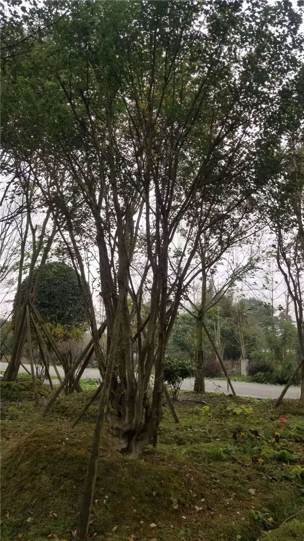 叢生<a href='http://0755tehao.com/linmuzhongzi/1781.html' target='_blank'>五角楓</a>基地實(shí)拍圖