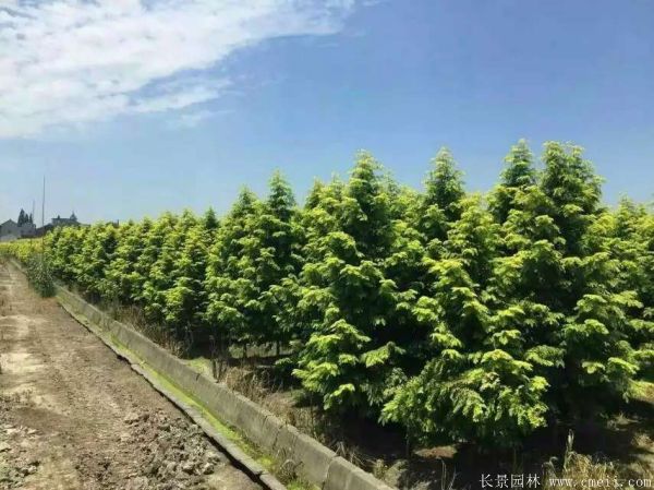 金葉<a href='http://0755tehao.com/linmuzhongzi/1720.html' target='_blank'>水杉</a>圖片基地實(shí)拍
