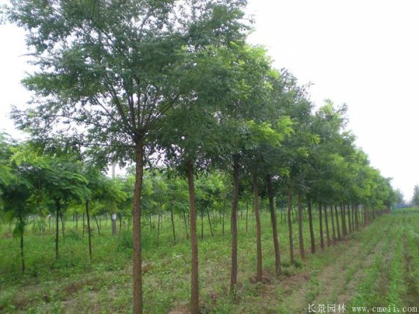<a href='http://0755tehao.com/linmuzhongzi/1841.html' target='_blank'>國槐</a>圖片<a href='http://0755tehao.com/linmuzhongzi/1841.html' target='_blank'>國槐</a>基地實(shí)拍