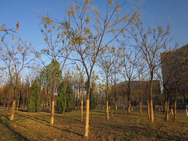 <a href='http://0755tehao.com/xingdaoshu/3368.html' target='_blank'>苦楝樹</a>