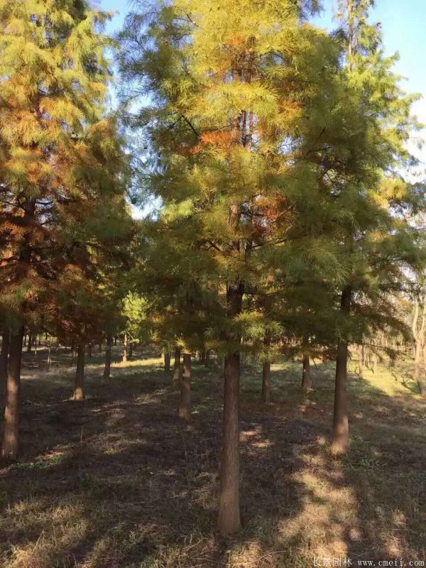 <a href='http://0755tehao.com/linmuzhongzi/1823.html' target='_blank'>池杉</a>圖片<a href='http://0755tehao.com/linmuzhongzi/1823.html' target='_blank'>池杉</a>基地實(shí)拍