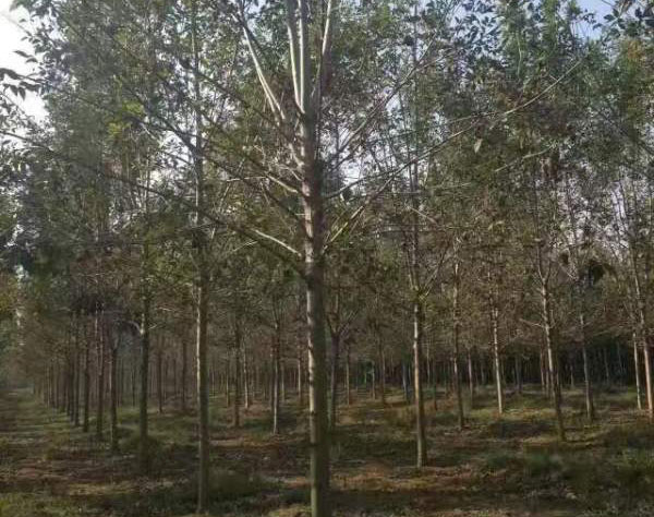 白臘樹圖片<a href='http://0755tehao.com/linmuzhongzi/1712.html' target='_blank'>白蠟</a>基地實(shí)拍