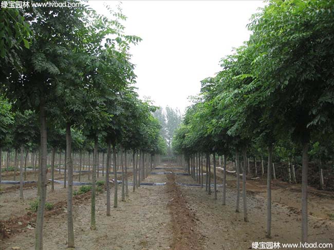 江蘇沭陽<a href='http://0755tehao.com/linmuzhongzi/1745.html' target='_blank'>黃山欒樹</a>種植基地