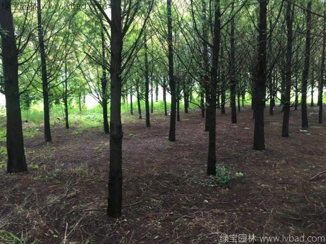 <a href='http://0755tehao.com/xingdaoshu/3590.html' target='_blank'>水杉樹</a>