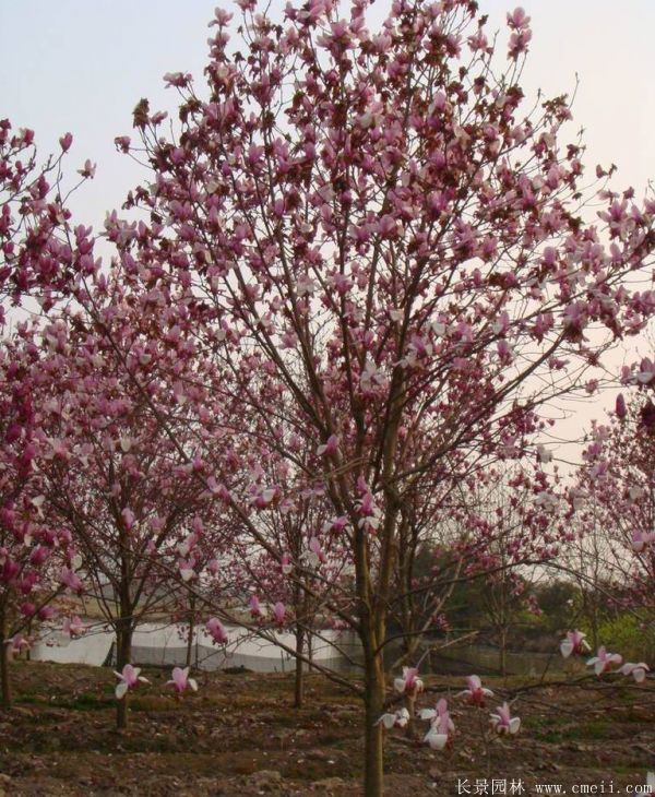 <a href='http://0755tehao.com/xingdaoshu/3378.html' target='_blank'>紅玉蘭</a>圖片<a href='http://0755tehao.com/xingdaoshu/3378.html' target='_blank'>紅玉蘭</a>基地實(shí)拍