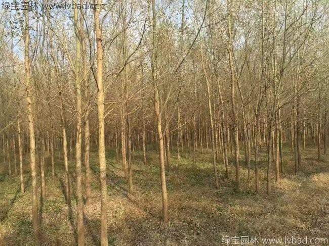 <a href='http://0755tehao.com/xingdaoshu/3366.html' target='_blank'>柳樹</a>圖片苗圃種植基地