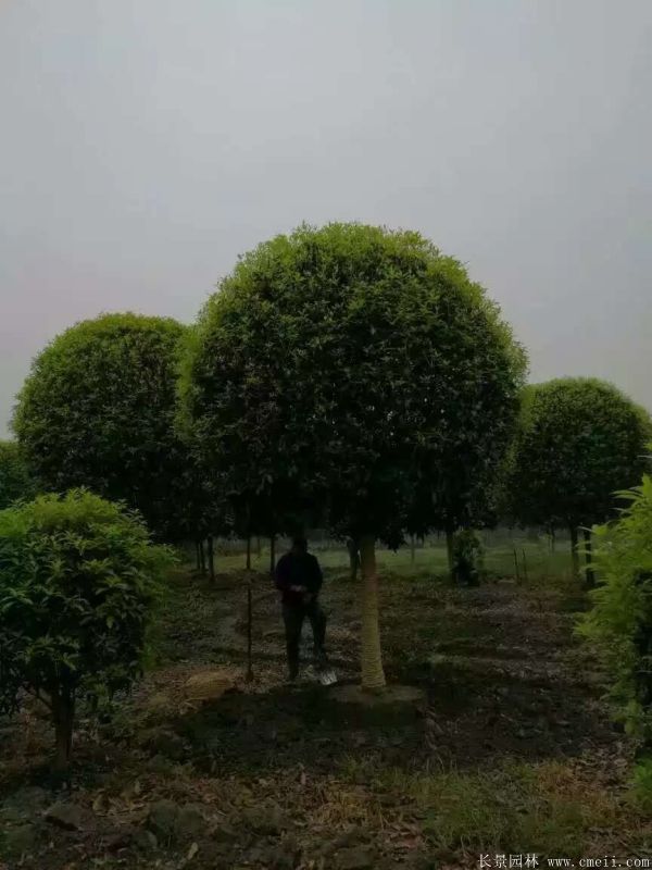 <a href='http://0755tehao.com/xingdaoshu/3363.html' target='_blank'>桂花樹</a>圖片<a href='http://0755tehao.com/xingdaoshu/3363.html' target='_blank'>桂花樹</a>基地實(shí)拍