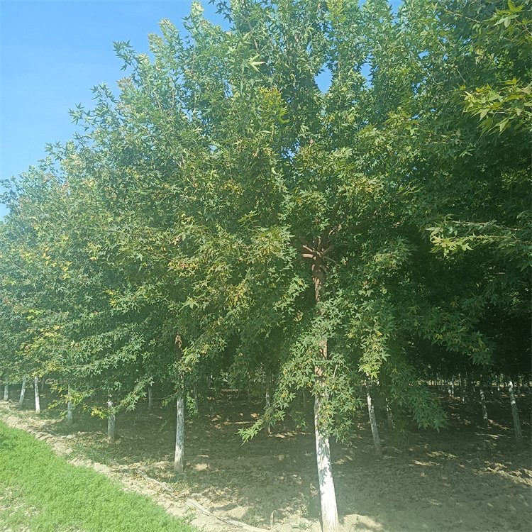 <a href='http://0755tehao.com/linmuzhongzi/1781.html' target='_blank'>五角楓</a>