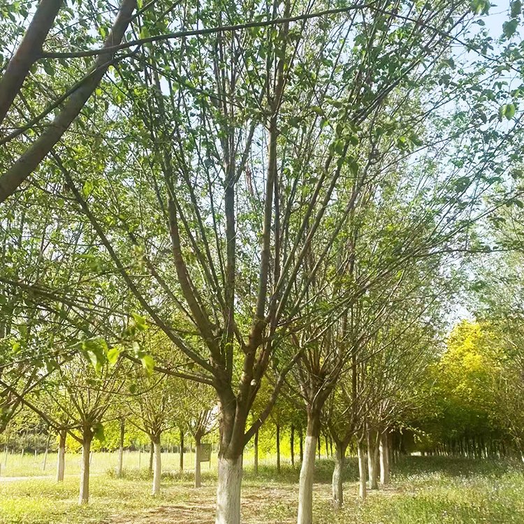 <a href='http://0755tehao.com/linmuzhongzi/1769.html' target='_blank'>桑樹</a>