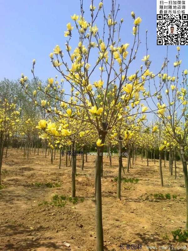 園林喬木植物<a href='http://0755tehao.com/linmuzhongzi/1697.html' target='_blank'>黃玉蘭</a>圖片