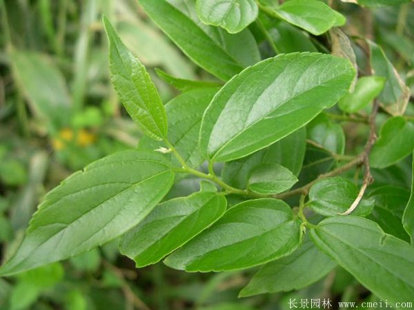 <a href='http://0755tehao.com/linmuzhongzi/1755.html' target='_blank'>樸樹</a>圖片<a href='http://0755tehao.com/linmuzhongzi/1755.html' target='_blank'>樸樹</a>基地實(shí)拍