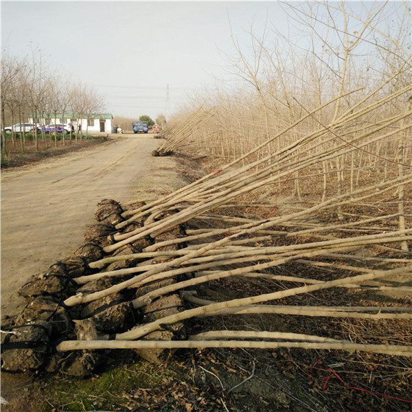 <a href='http://0755tehao.com/linmuzhongzi/1855.html' target='_blank'>元寶楓</a>基地實(shí)拍圖