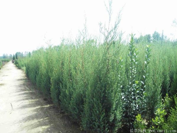 <a href='http://0755tehao.com/songbailei/3487.html' target='_blank'>刺柏</a>圖片<a href='http://0755tehao.com/songbailei/3487.html' target='_blank'>刺柏</a>基地實(shí)拍