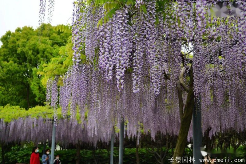日本長穗熊野<a href='http://0755tehao.com/linmuzhongzi/1806.html' target='_blank'>紫藤</a>日系