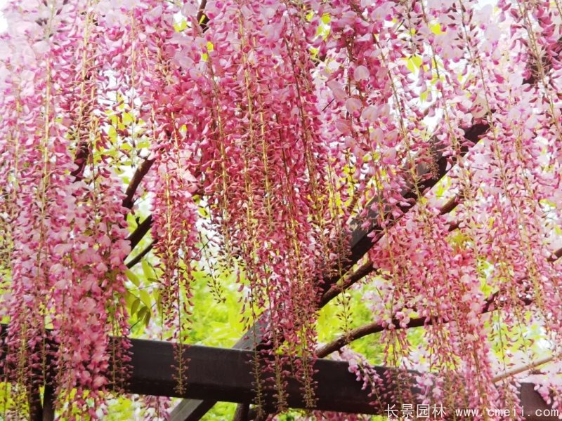 阿知<a href='http://0755tehao.com/linmuzhongzi/1806.html' target='_blank'>紫藤</a>粉色日系<a href='http://0755tehao.com/tengbenpanyuanzhiwu/3418.html' target='_blank'>紫藤花</a>